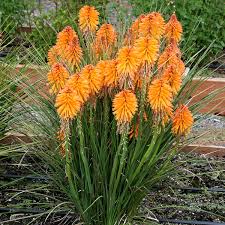 Floarea făcliei - Kniphofia hybrida 'Poco Orange'