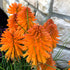 Floarea făcliei - Kniphofia hybrida 'Poco Orange'