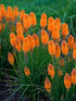 Floarea făcliei - Kniphofia hybrida 'Poco Orange'