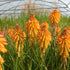 Floarea făcliei - Kniphofia hybrida 'Poco Orange'
