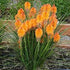 Floarea făcliei - Kniphofia hybrida 'Poco Orange'