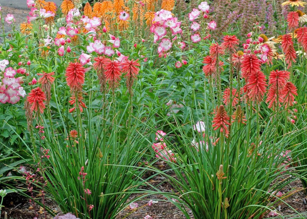 Floarea făcliei - Kniphofia hybrida 'Poco Red'