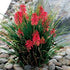 Floarea făcliei - Kniphofia hybrida 'Poco Red'