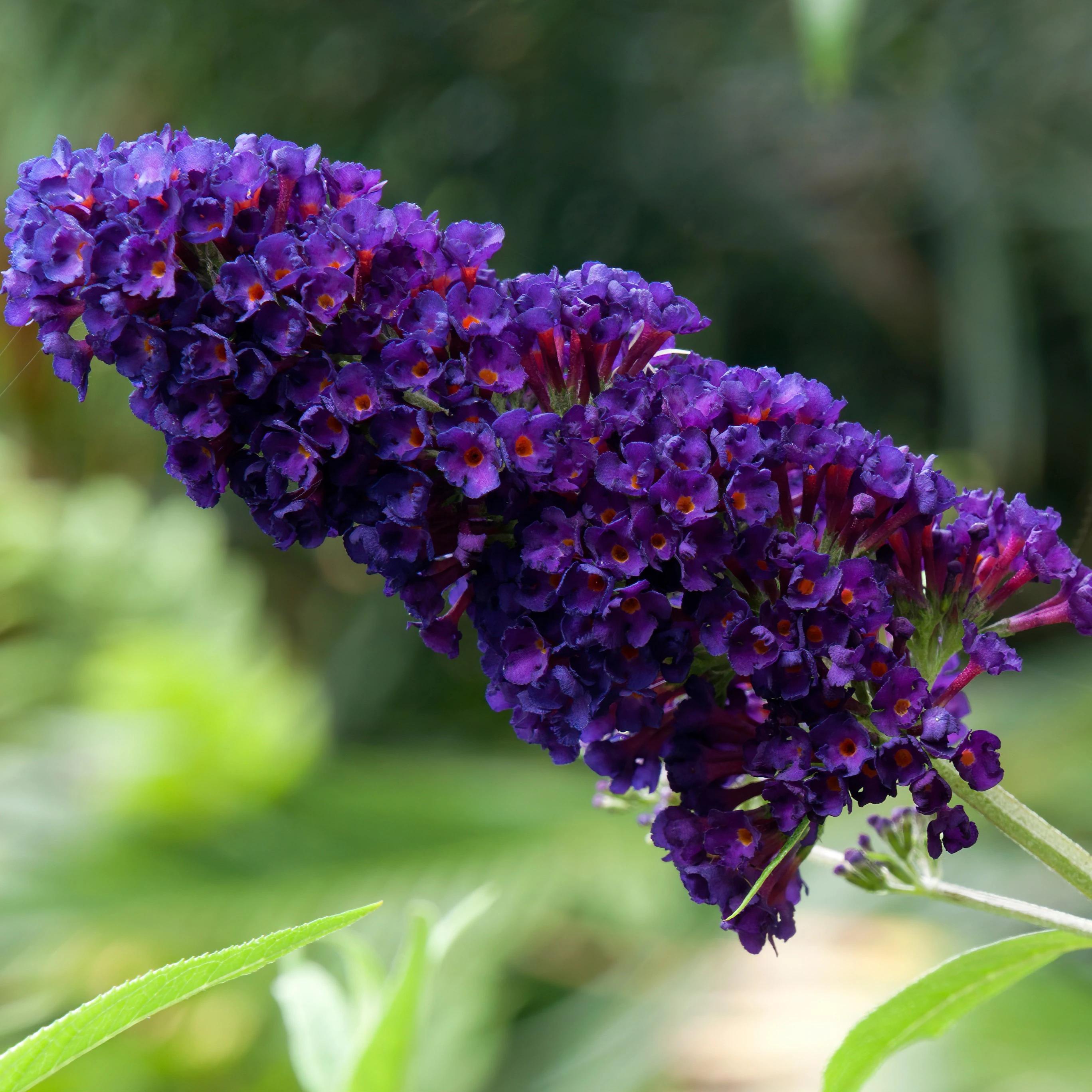 Liliac de vară violet - Buddleja davidii Black Knight
