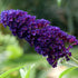 Liliac de vară violet - Buddleja davidii Black Knight