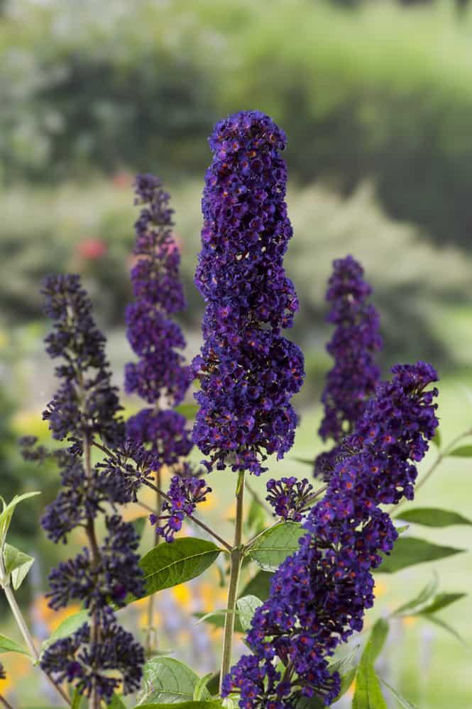 Liliac de vară violet - Buddleja davidii Black Knight