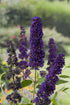 Liliac de vară violet - Buddleja davidii Black Knight