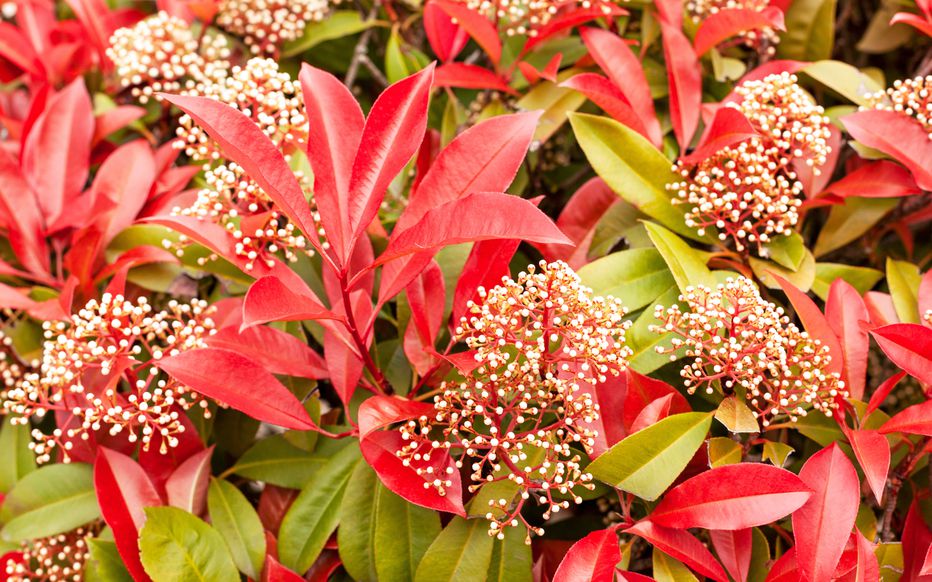 Fotinia - Photinia fraseri 'Carré Rouge'