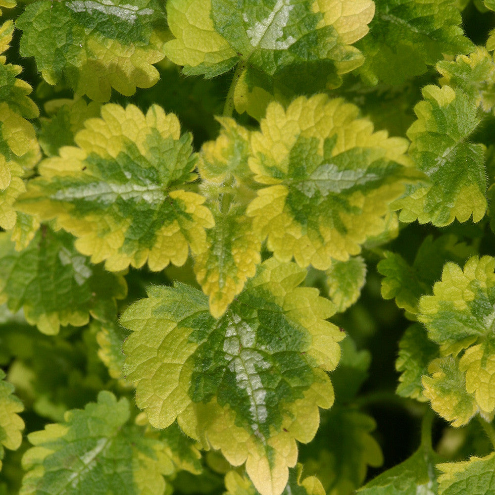 Urzicuță ornamentală - Lamium maculatum Anne Greenaway