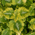 Urzicuță ornamentală - Lamium maculatum Anne Greenaway