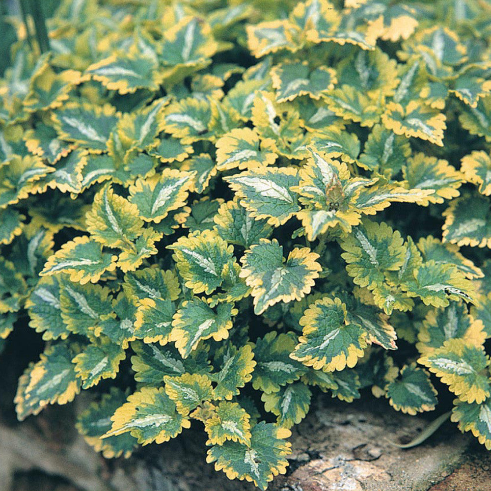 Urzicuță ornamentală - Lamium maculatum Anne Greenaway
