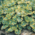 Urzicuță ornamentală - Lamium maculatum Anne Greenaway