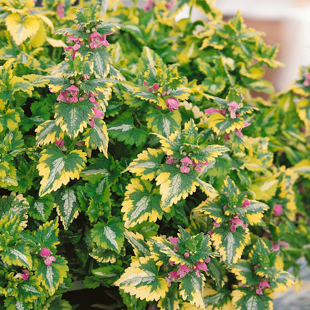 Urzicuță ornamentală - Lamium maculatum Anne Greenaway
