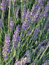Lavanda Grosso - Lavandula x intermedia 'Grosso'