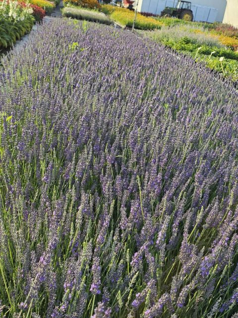 Lavanda Grosso - Lavandula x intermedia 'Grosso'
