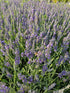 Lavanda Grosso - Lavandula x intermedia 'Grosso'