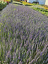 Lavanda Grosso - Lavandula x intermedia 'Grosso'