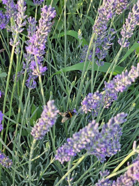Lavanda Grosso - Lavandula x intermedia 'Grosso'