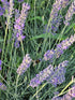 Lavanda Grosso - Lavandula x intermedia 'Grosso'