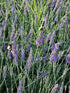 Lavanda Grosso - Lavandula x intermedia 'Grosso'