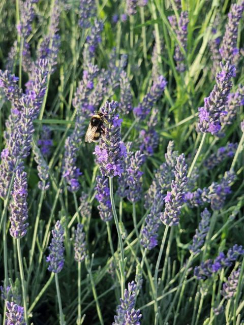 Lavanda Grosso - Lavandula x intermedia 'Grosso'