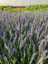 Lavanda Grosso - Lavandula x intermedia 'Grosso'