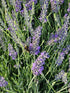 Lavanda Grosso - Lavandula x intermedia 'Grosso'