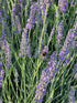 Lavanda Grosso - Lavandula x intermedia 'Grosso'
