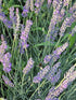 Lavanda Grosso - Lavandula x intermedia 'Grosso'