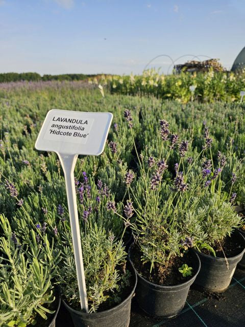 Lavanda Hidcote Blue - Lavandula angustifolia Hidcote Blue