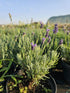 Lavanda Hidcote Blue - Lavandula angustifolia Hidcote Blue