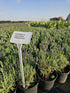 Lavanda Hidcote Blue - Lavandula angustifolia Hidcote Blue