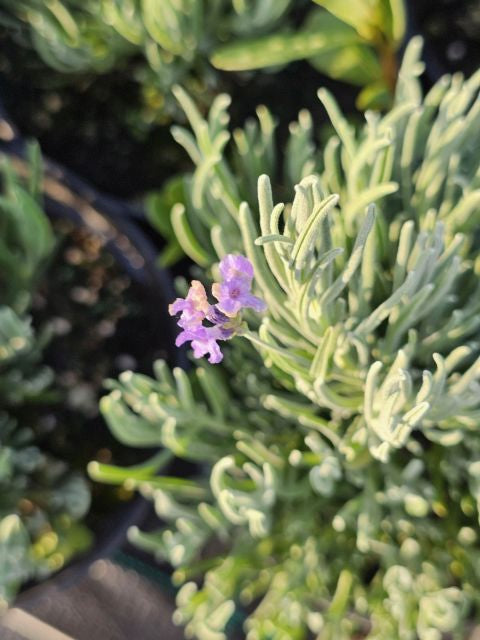 Lavanda cu frunze înguste - Lavandula angustifolia 'Dwarf Blue'