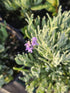 Lavanda cu frunze înguste - Lavandula angustifolia 'Dwarf Blue'