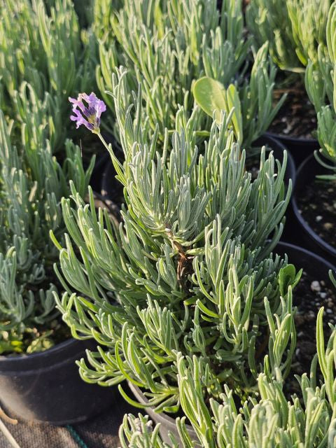 Lavanda cu frunze înguste - Lavandula angustifolia 'Dwarf Blue'