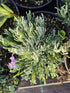 Lavanda cu frunze înguste - Lavandula angustifolia 'Dwarf Blue'