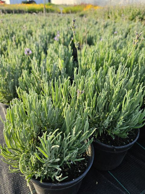 Lavanda cu frunze înguste - Lavandula angustifolia 'Dwarf Blue'