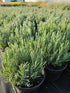Lavanda cu frunze înguste - Lavandula angustifolia 'Dwarf Blue'