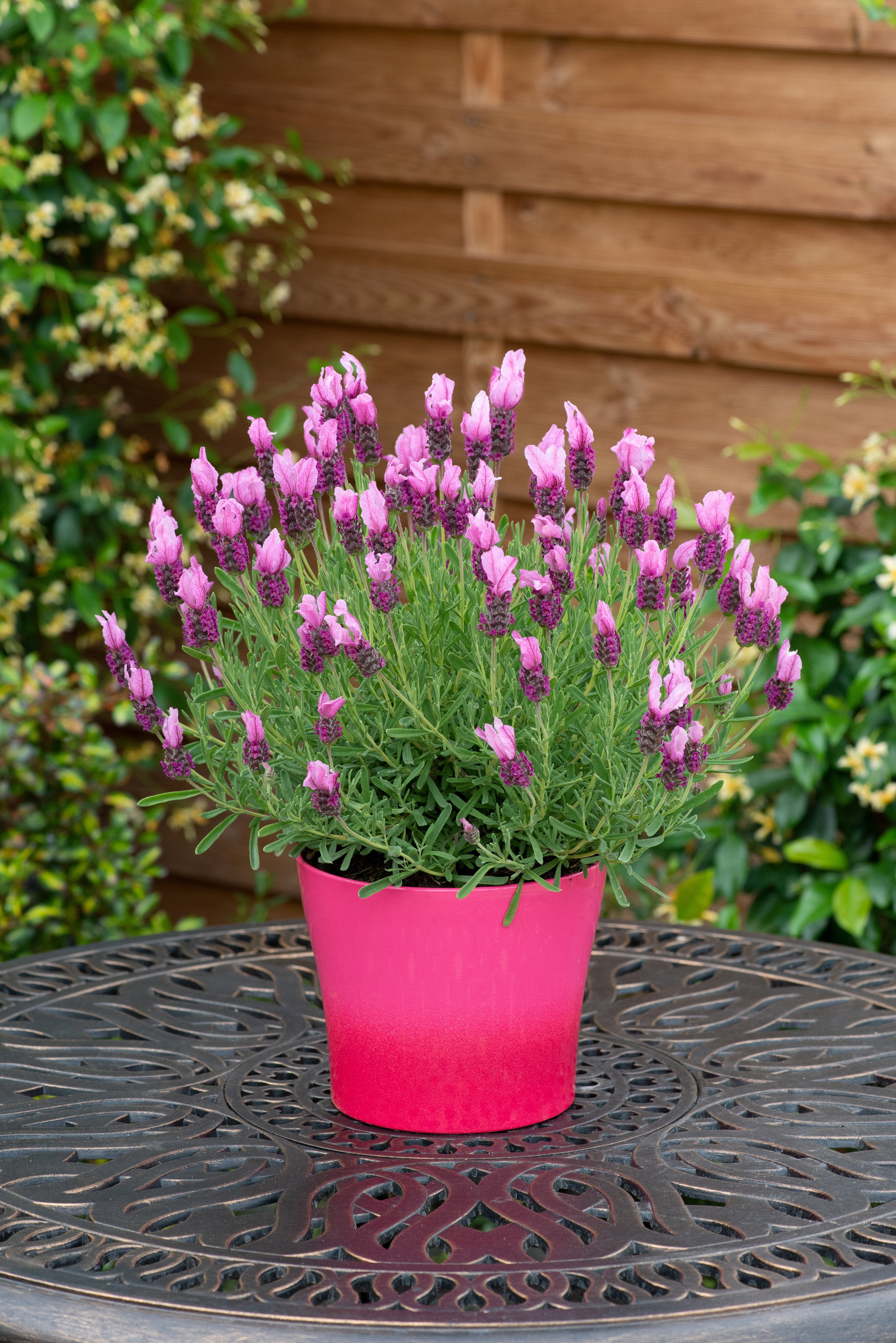Lavandă franțuzească - Lavandula stoechas ‘Pink Summer Improved’