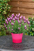 Lavandă franțuzească - Lavandula stoechas ‘Pink Summer Improved’