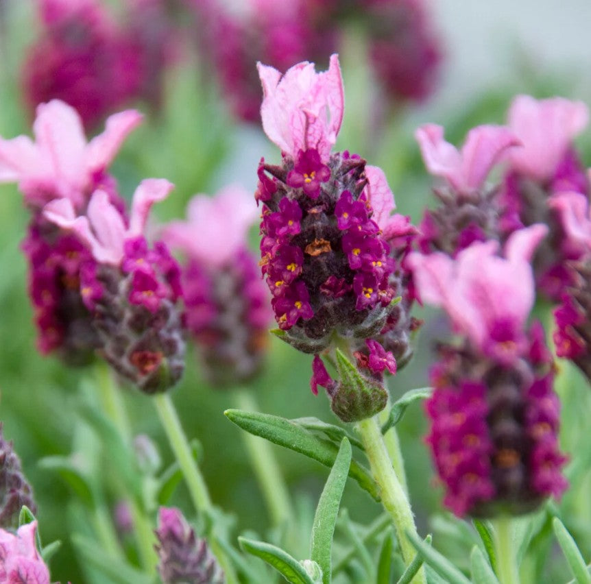 Lavandă franțuzească - Lavandula stoechas ‘Pink Summer Improved’