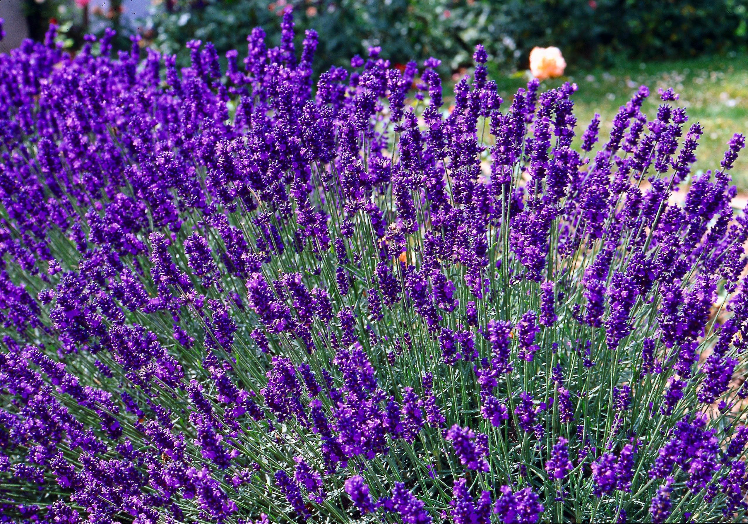 Lavanda cu frunze înguste - Lavandula angustifolia 'Dwarf Blue'