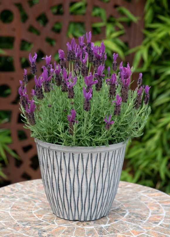 Lavandă franțuzească - Lavandula stoechas ‘Intense Purple’