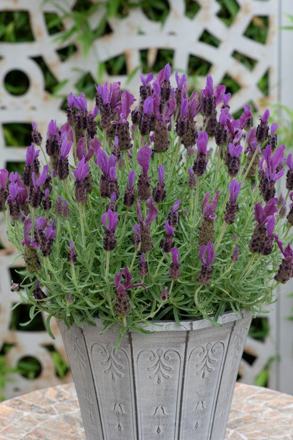 Lavandă franțuzească - Lavandula stoechas ‘Intense Purple’