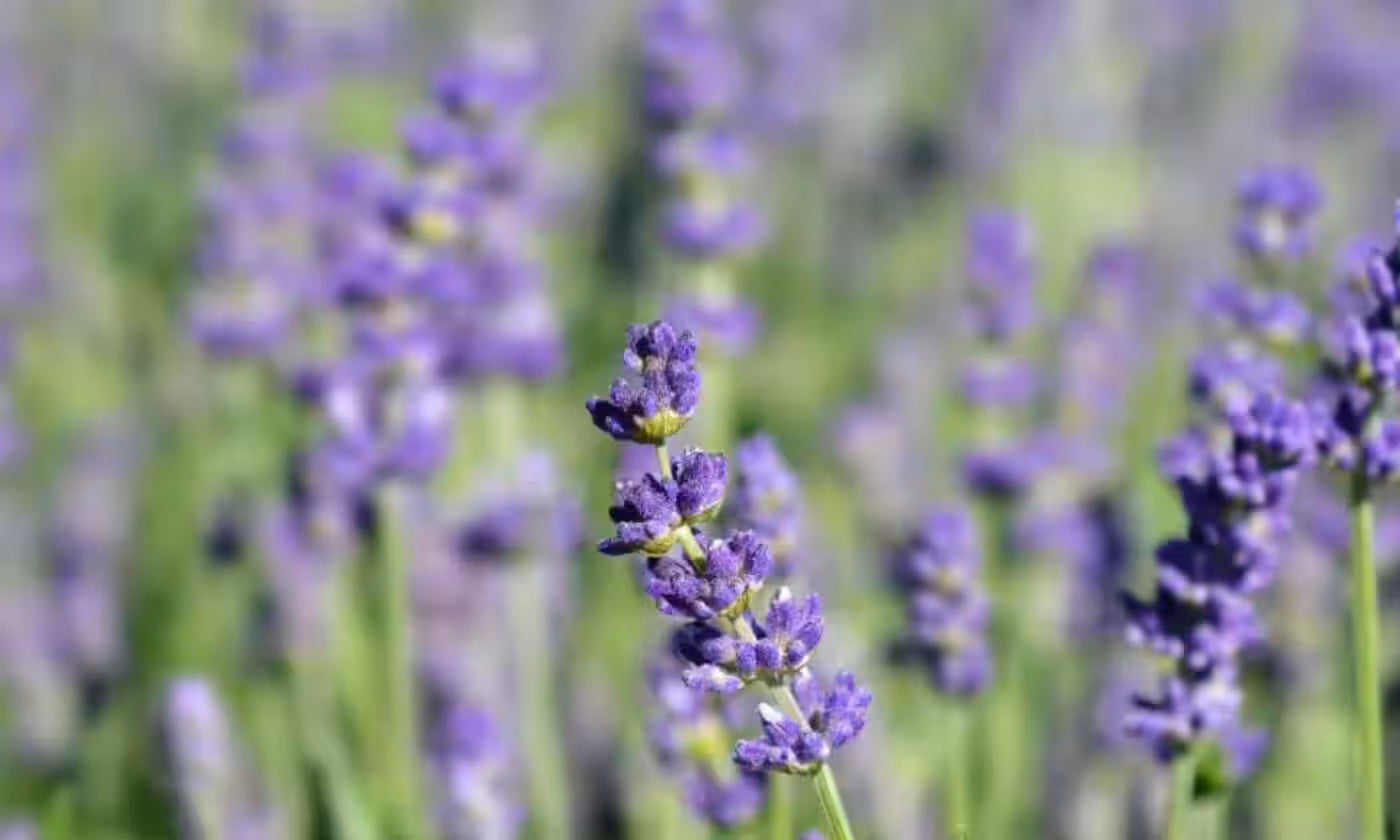 Lavanda - Lavandula  angustifolia Essence Purple
