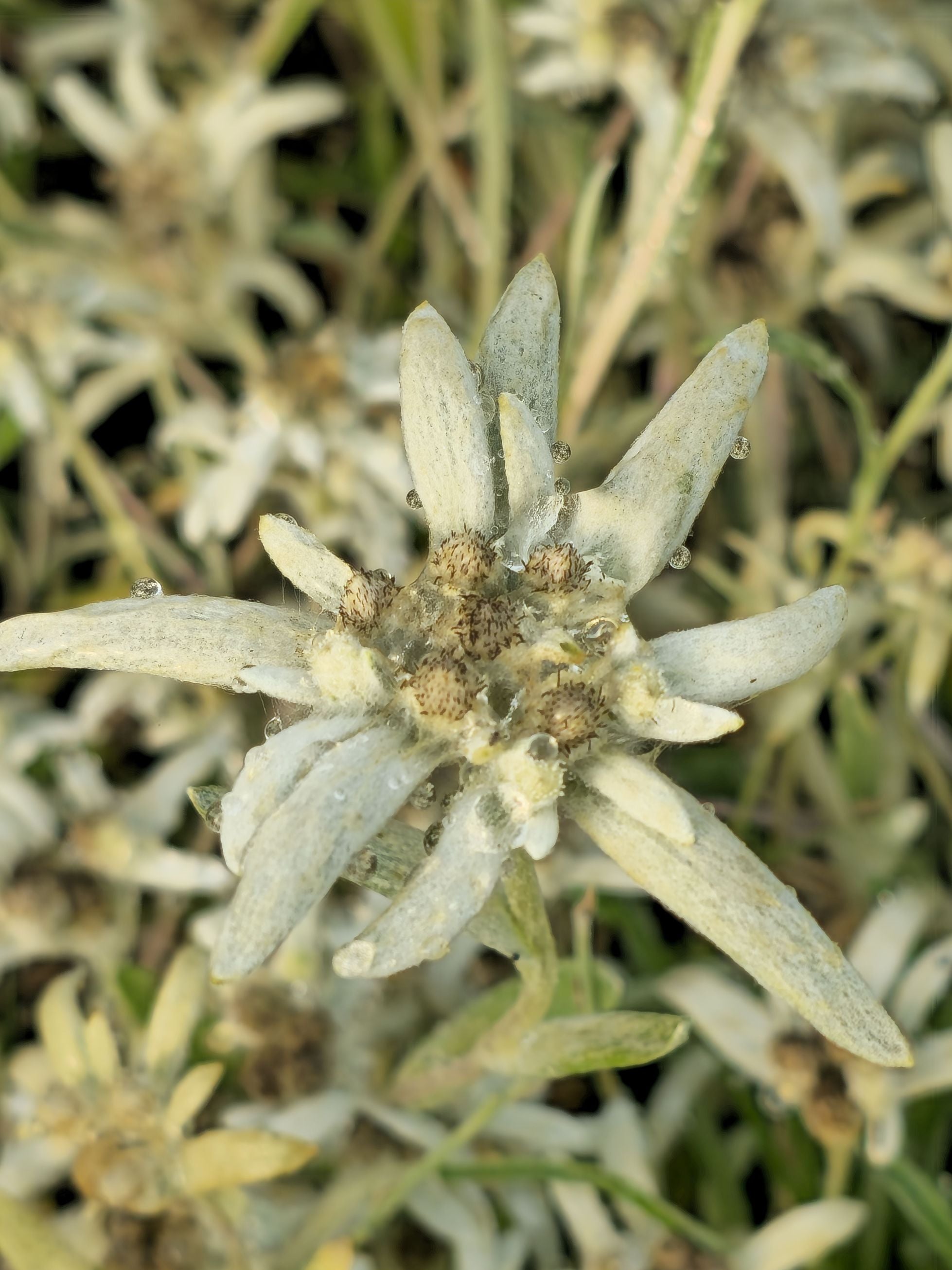 Floare de colț- Leontopodium alpinum