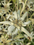 Floare de colț- Leontopodium alpinum