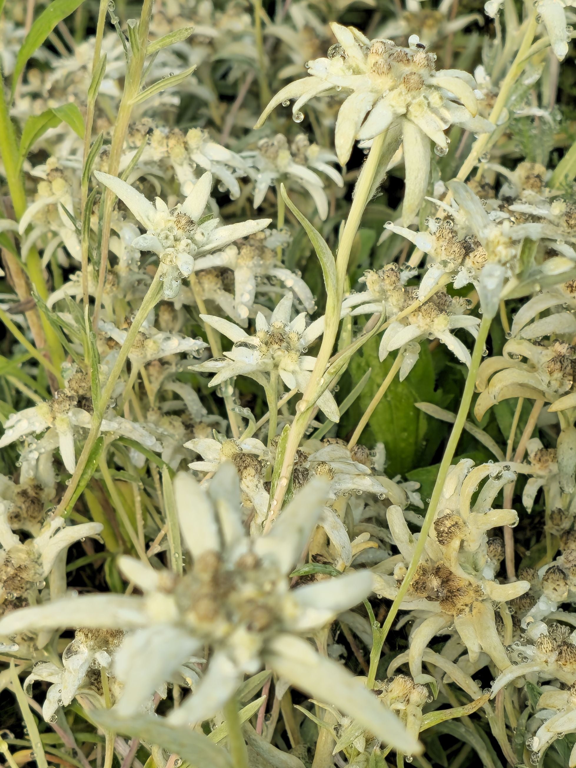 Floare de colț- Leontopodium alpinum