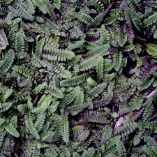 Leptinelă - Leptinella squalida ‘Platt's Black’