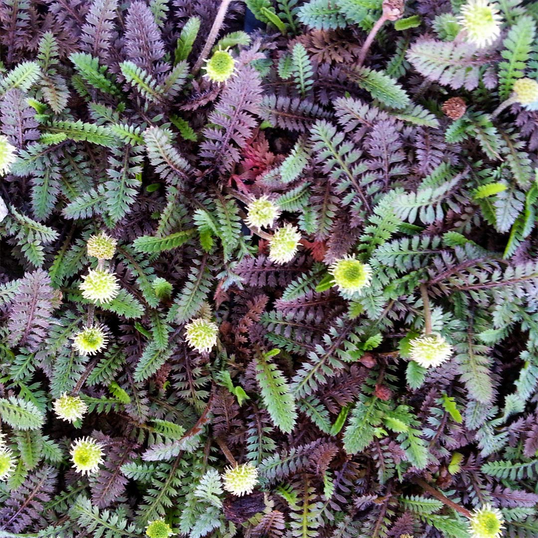 Leptinelă - Leptinella squalida ‘Platt's Black’